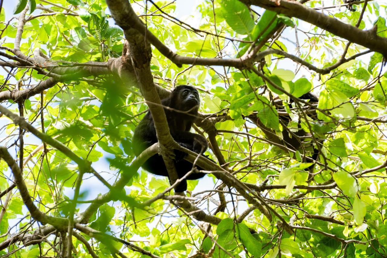Antema Lodge Secteur Tamarindo, Piscine, Yoga, Gym, Jungle Et Paix المظهر الخارجي الصورة