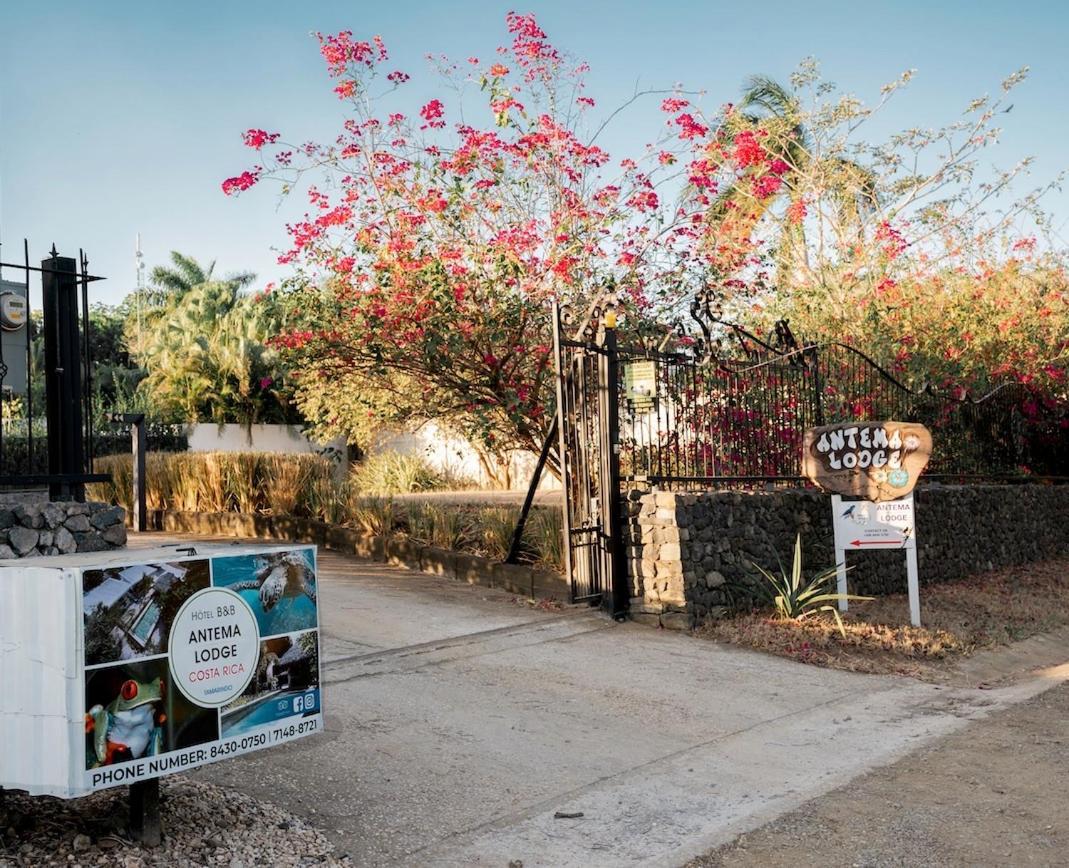 Antema Lodge Secteur Tamarindo, Piscine, Yoga, Gym, Jungle Et Paix المظهر الخارجي الصورة